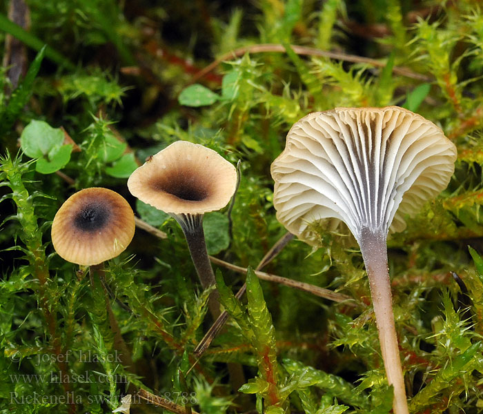 Spinka fioletowotrzonowa Rickenella swartzii