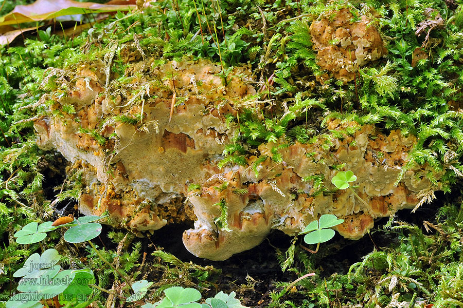 Rigidoporus crocatus Twardoporek czerniejący