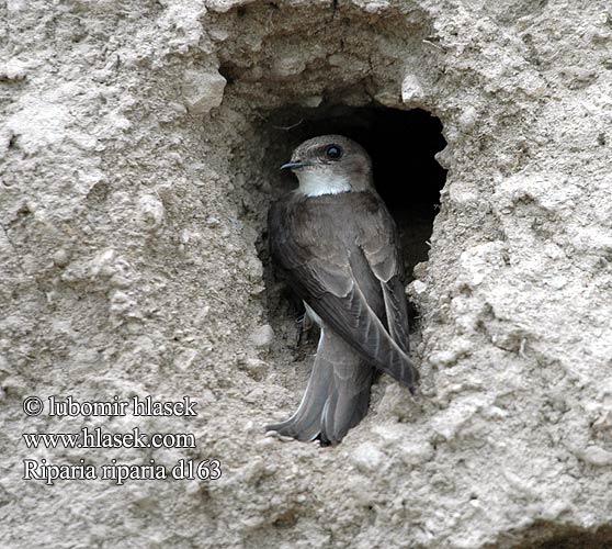 Riparia riparia Sand Martin Uferschwalbe Hirondelle rivage