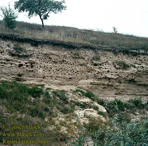 ショウドウツバメ خطاف الرمال 갈색제비 Οχθοχελίδονο Andorinha-das-barreiras