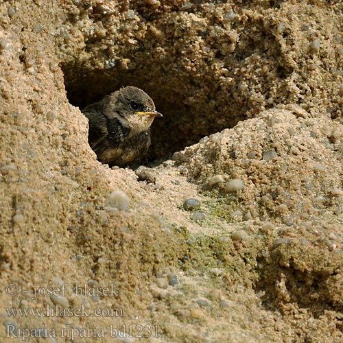 Europese Oewerswael Kum kırlangıcı כוכית גדות Sand Martin