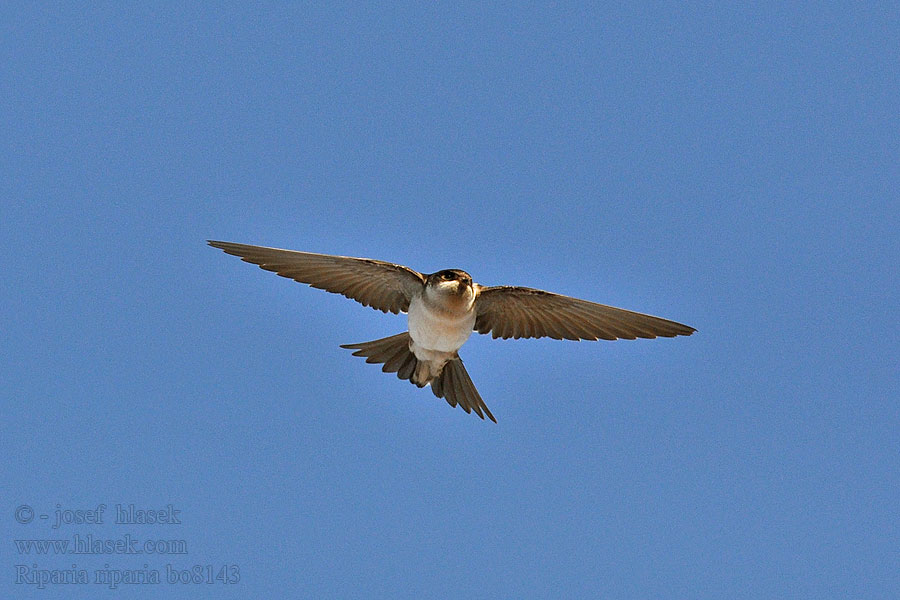 Sand Martin Uferschwalbe Riparia riparia