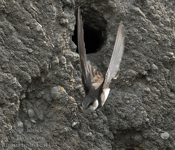 Sand Martin Riparia riparia