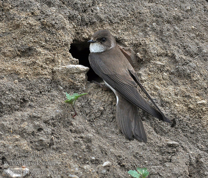 ショウドウツバメ Riparia riparia