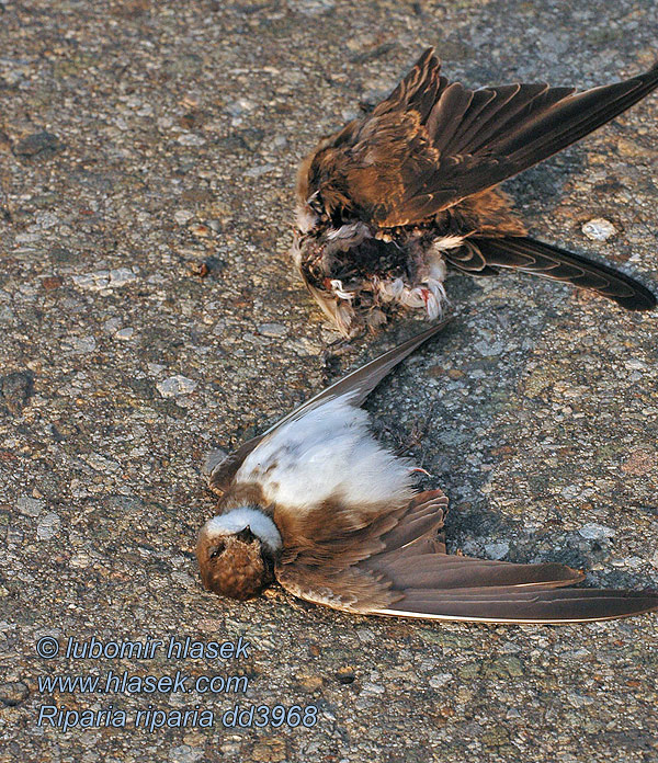 Břehule říční Riparia riparia Sand Martin Uferschwalbe