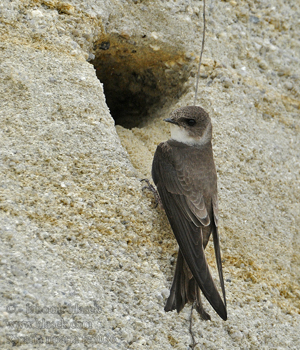 Břehule říční Riparia riparia Sand Martin Uferschwalbe