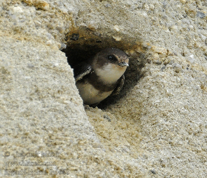 Břehule říční Riparia riparia Sand Martin Uferschwalbe