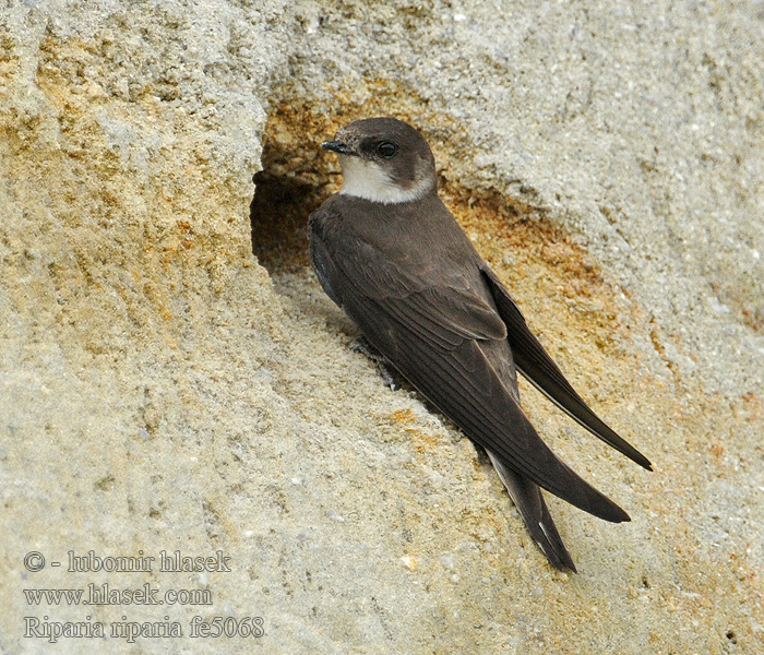 Břehule říční Riparia riparia Sand Martin Uferschwalbe