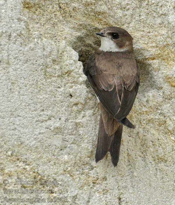 Břehule říční Riparia riparia Sand Martin Uferschwalbe