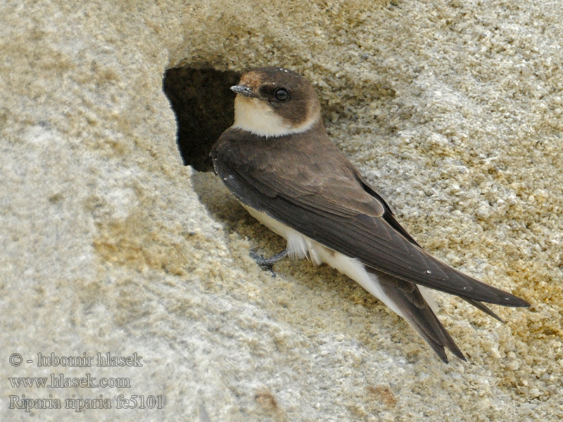 Břehule říční Riparia riparia Sand Martin Uferschwalbe