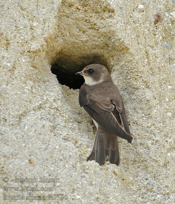 Břehule říční Riparia riparia Sand Martin Uferschwalbe