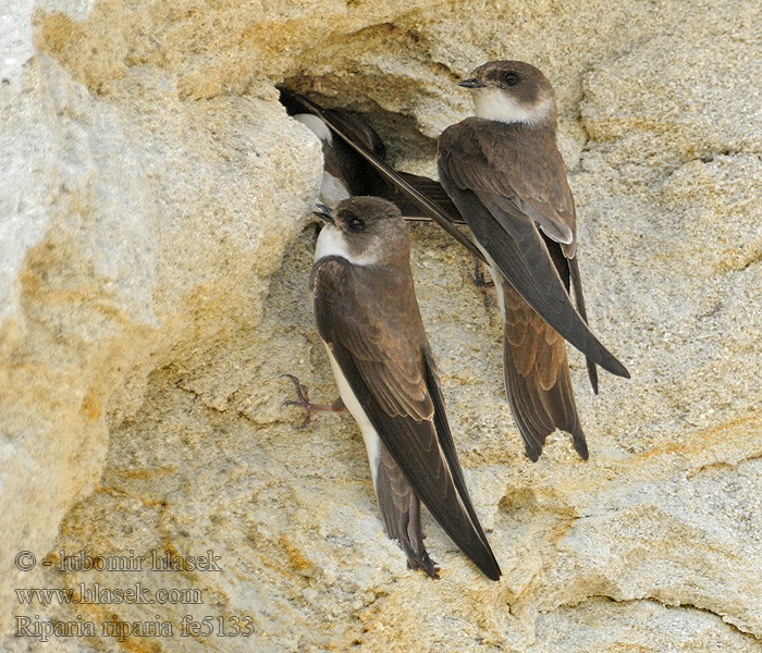 Břehule říční Riparia riparia Sand Martin Uferschwalbe