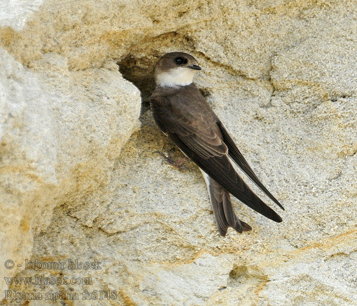 Břehule říční Riparia riparia Sand Martin Uferschwalbe