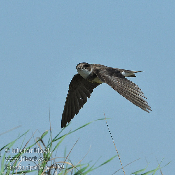 Sand Martin Uferschwalbe Hirondelle rivage Avión Zapador