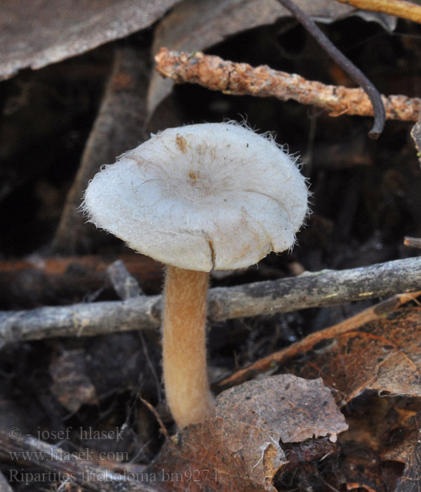 Ripartites tricholoma Čechratička čirůvková Gewoon vilthoedje