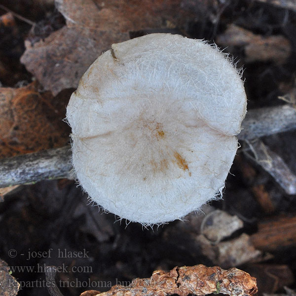 Ripartites_tricholoma_bm9280