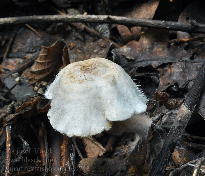 Ripartites tricholoma Čechratička čirůvková