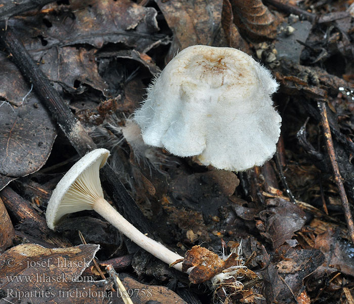 Ripartites tricholoma Bewimperter Filzkrempling