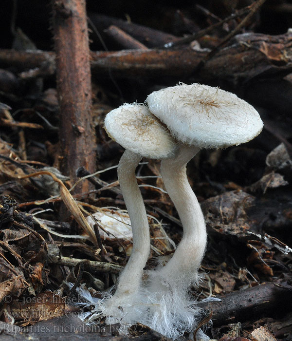 Ripartites tricholoma Gewoon vilthoedje