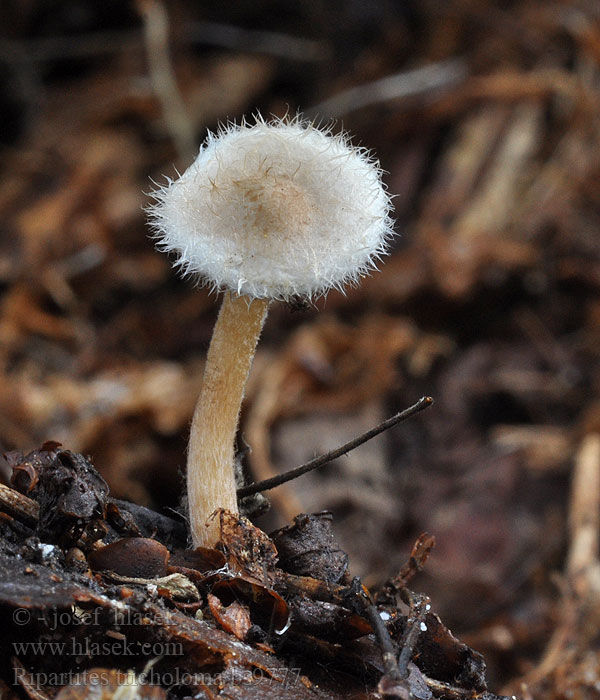 Ripartites tricholoma Kosmatek strzępiastobrzegi