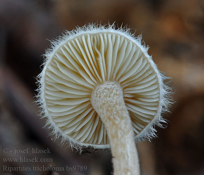 Ripartites tricholoma Čechrulka čírovkovitá