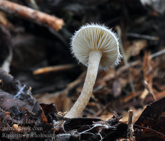 Ripartites tricholoma Almindelig Skæghat