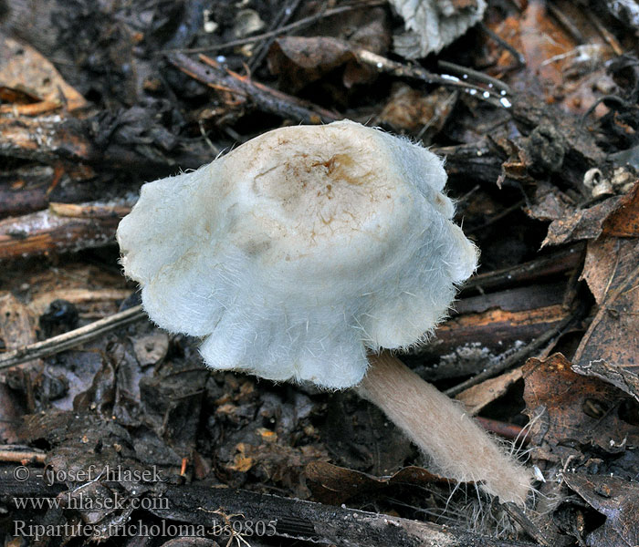 Ripartites tricholoma Karvakalponen