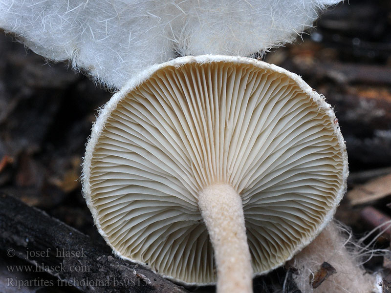 Ripartites tricholoma Skjegghatt