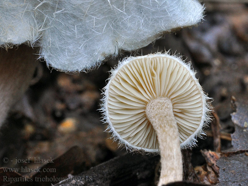 Ripartites tricholoma Рипартитес рядовковая