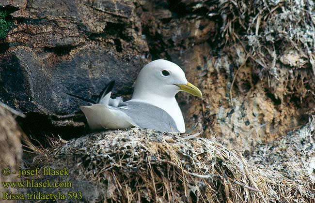 Čajka trojprstá Kittiwake Gaivota-tridáctila Kaljukajakas