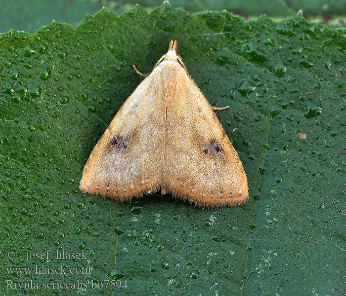 Rivula sericealis Straw Dot