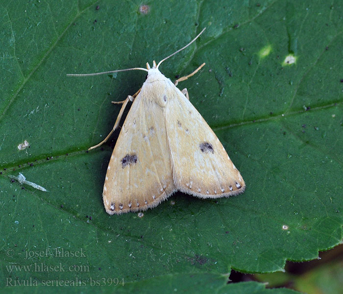 Rivula sericealis Selymes apróbagoly