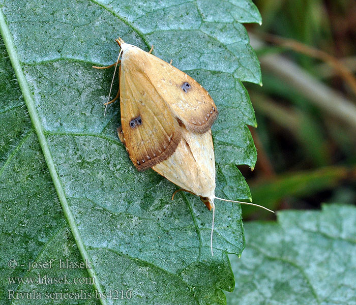 Rivula sericealis Seideneulchen