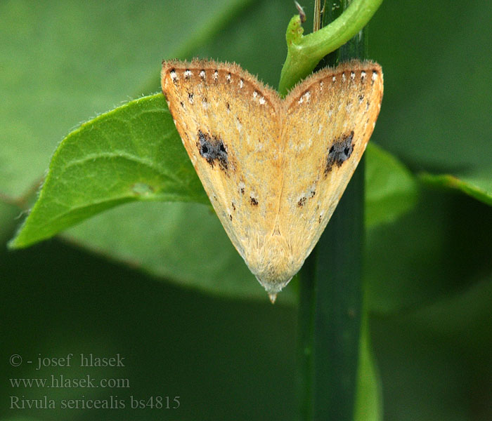 Rivula sericealis Pamora trávová