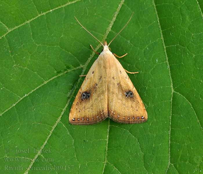 Rivula sericealis Hnědavka drobná