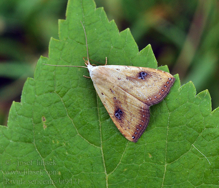 Rivula sericealis Soyeuse Stro-uiltje