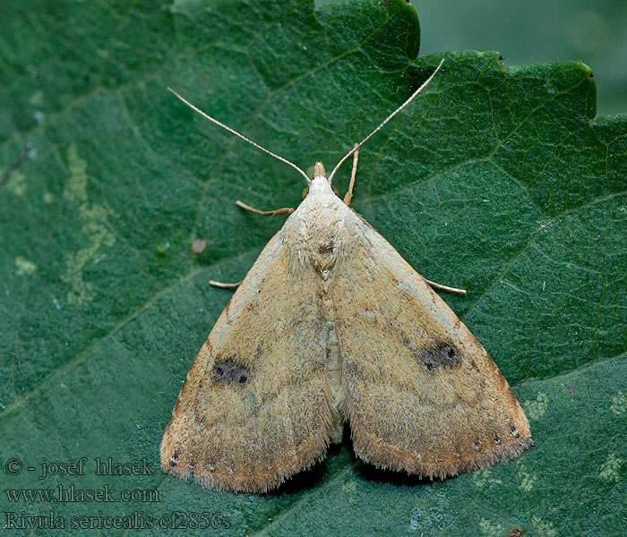 Hnědavka drobná Rivula sericealis