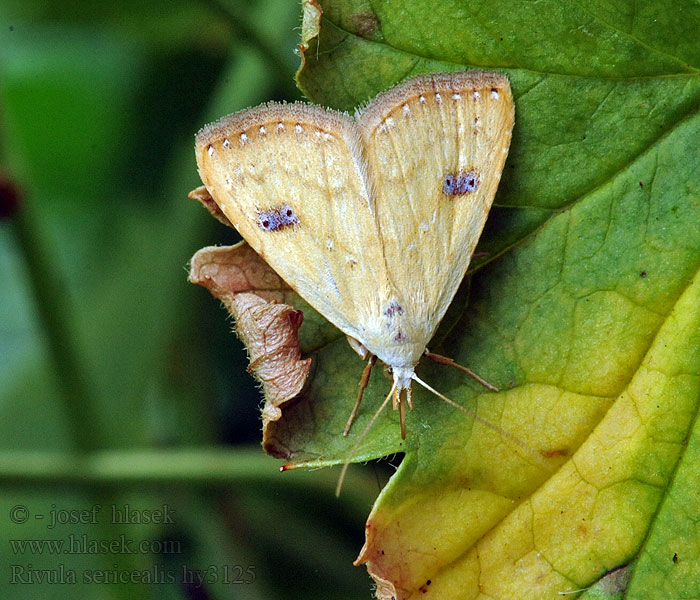 Seideneulchen Pamora trávová Rivula sericealis