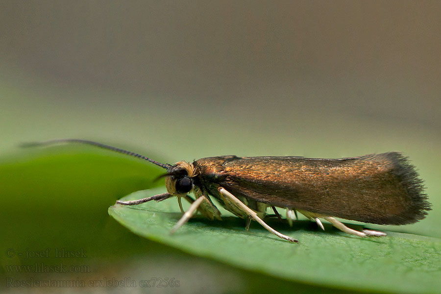 Mosazníček lipový Lindbronsmal Roeslerstammia erxlebella