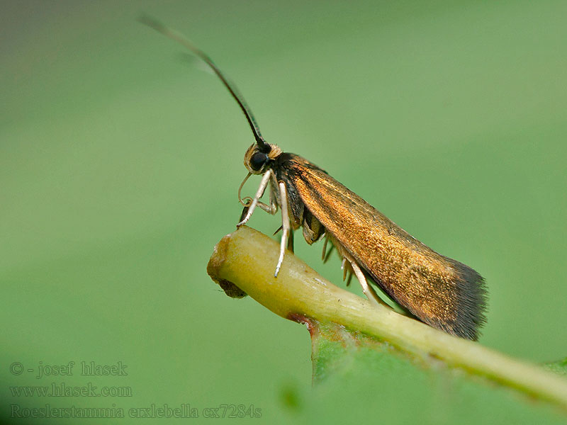 Haagrolmot Zöldes bronzmoly Roeslerstammia erxlebella