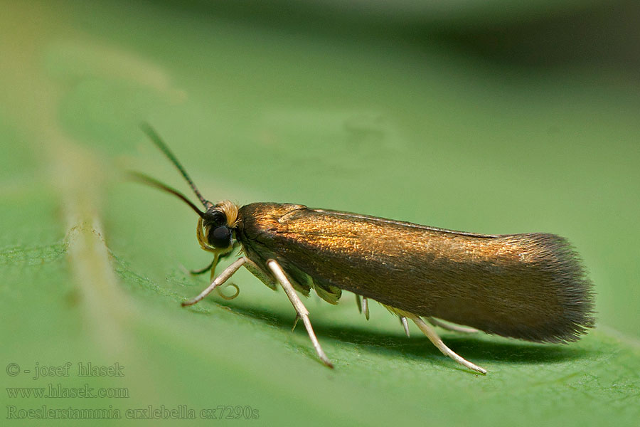 Copper Ermel Zlatienka Erxlebenova Roeslerstammia erxlebella