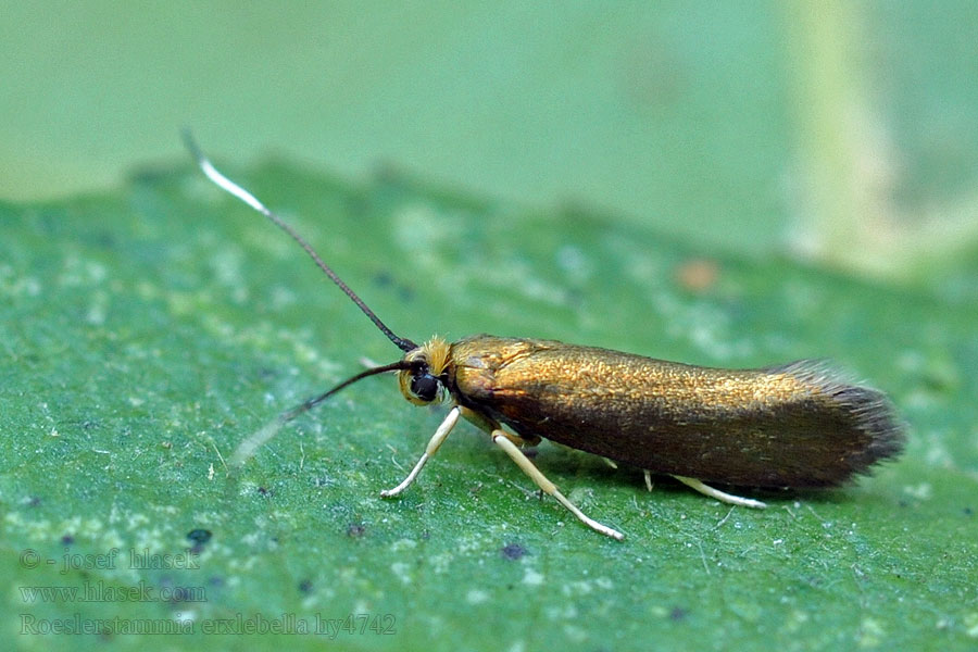 Roeslerstammia erxlebella Haagrolmot Zöldes bronzmoly