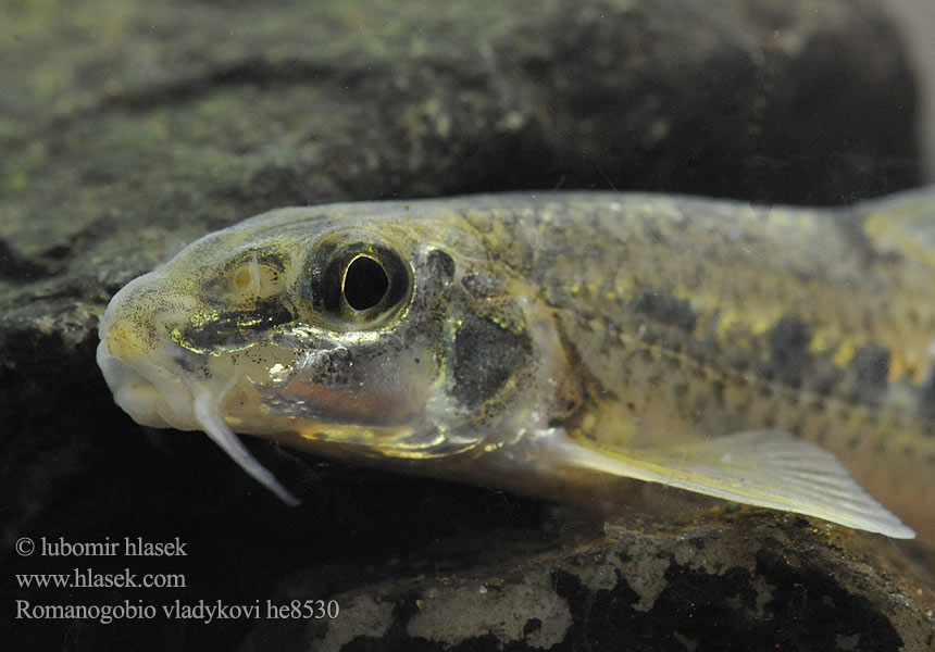 Romanogobio vladykovi Danube whitefin gudgeon Hrouzek Vladykovův Donau-Weißflossengründling Kiełb Władykowa Дунайский белопёрый пескарь Porcuşor şes