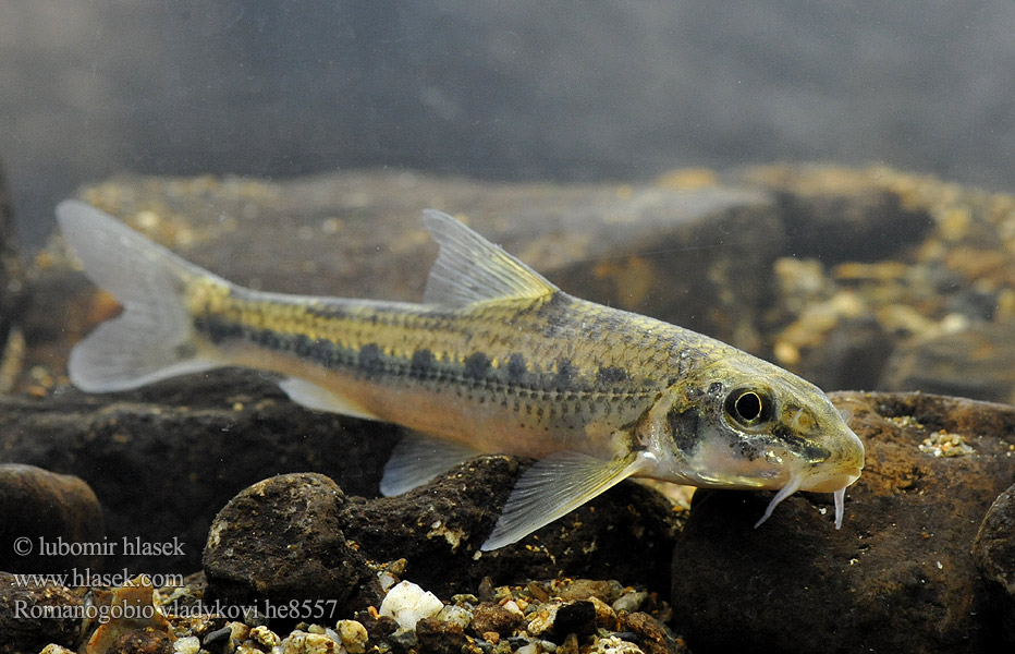 Kiełb Władykowa Дунайский белопёрый пескарь Porcuşor şes Romanogobio vladykovi Danube whitefin gudgeon Hrouzek Vladykovův Donau-Weißflossengründling