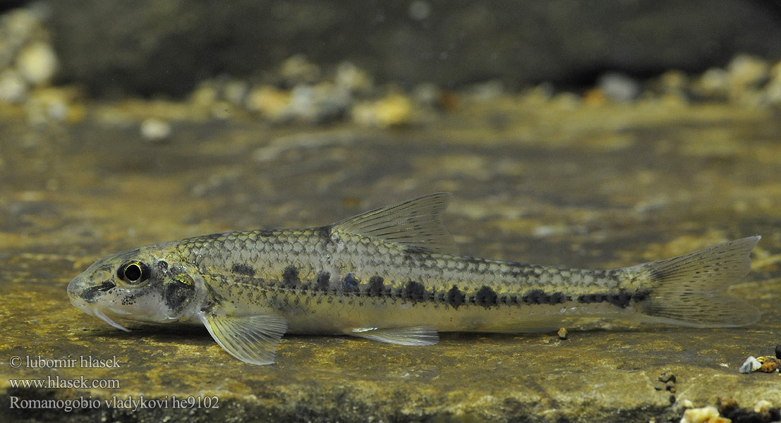 Porcuşor şes Romanogobio vladykovi Danube whitefin gudgeon Hrouzek Vladykovův Donau-Weißflossengründling Kiełb Władykowa Дунайский белопёрый пескарь