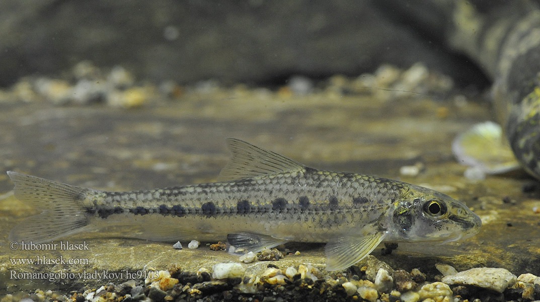 Danube whitefin gudgeon Hrouzek Vladykovův Donau-Weißflossengründling Kiełb Władykowa Дунайский белопёрый пескарь Porcuşor şes Romanogobio vladykovi