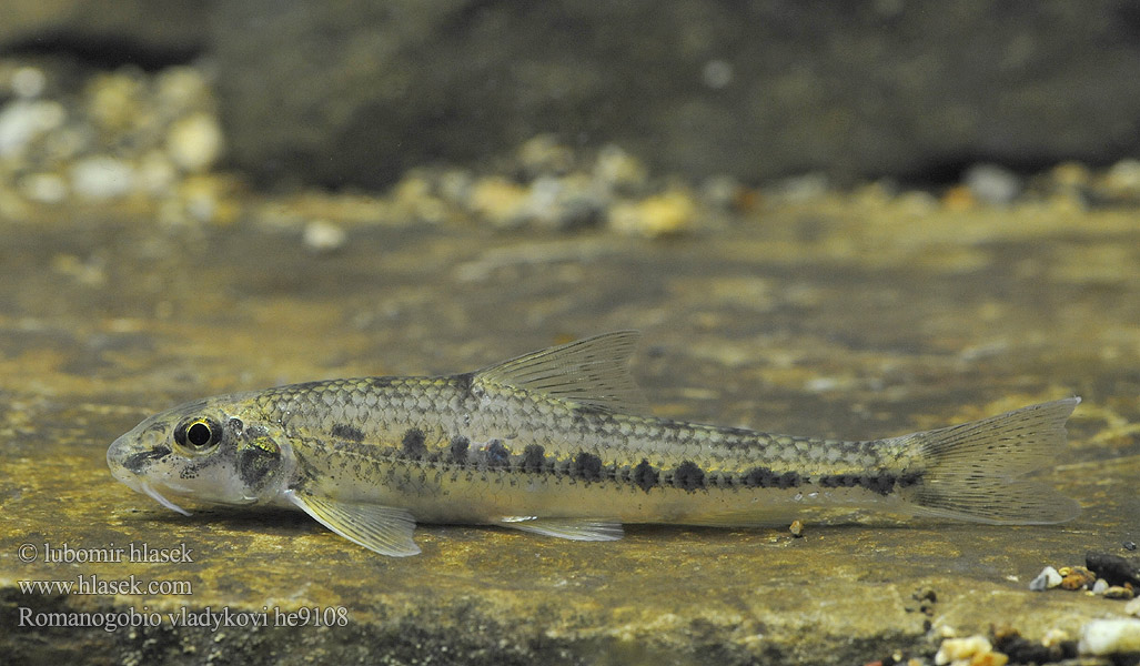 Donau-Weißflossengründling Kiełb Władykowa Дунайский белопёрый пескарь Porcuşor şes Romanogobio vladykovi Danube whitefin gudgeon Hrouzek Vladykovův