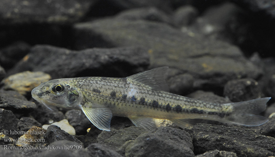 Kiełb Władykowa Дунайский белопёрый пескарь Porcuşor şes Romanogobio vladykovi Danube whitefin gudgeon Hrouzek Vladykovův Donau-Weißflossengründling