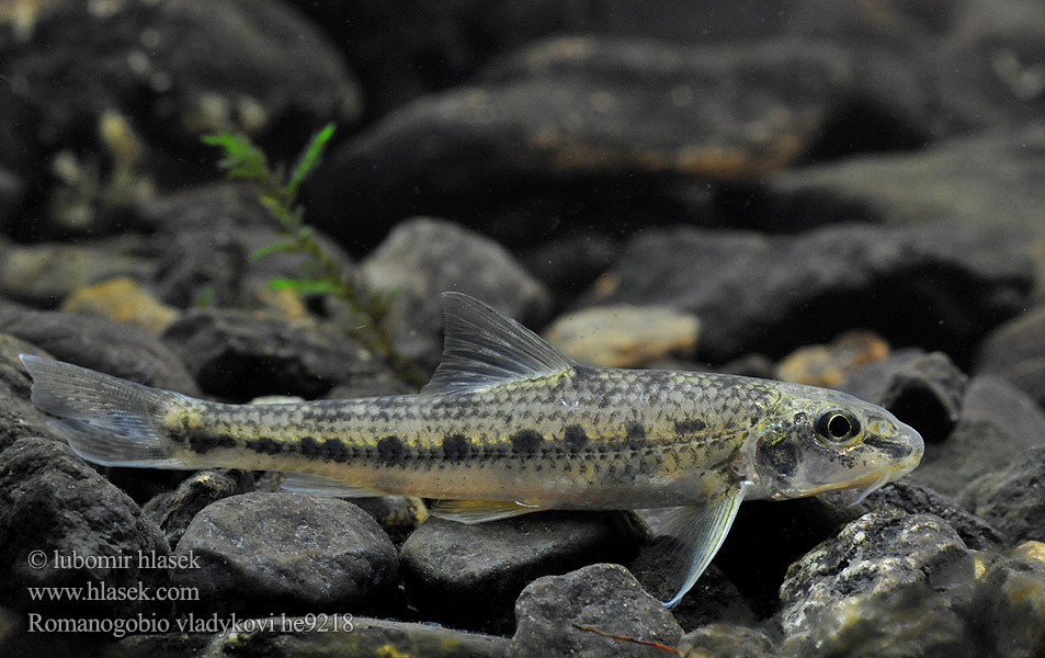 Дунайский белопёрый пескарь Porcuşor şes Romanogobio vladykovi Danube whitefin gudgeon Hrouzek Vladykovův Donau-WeißflossengründlingKiełb Władykowa