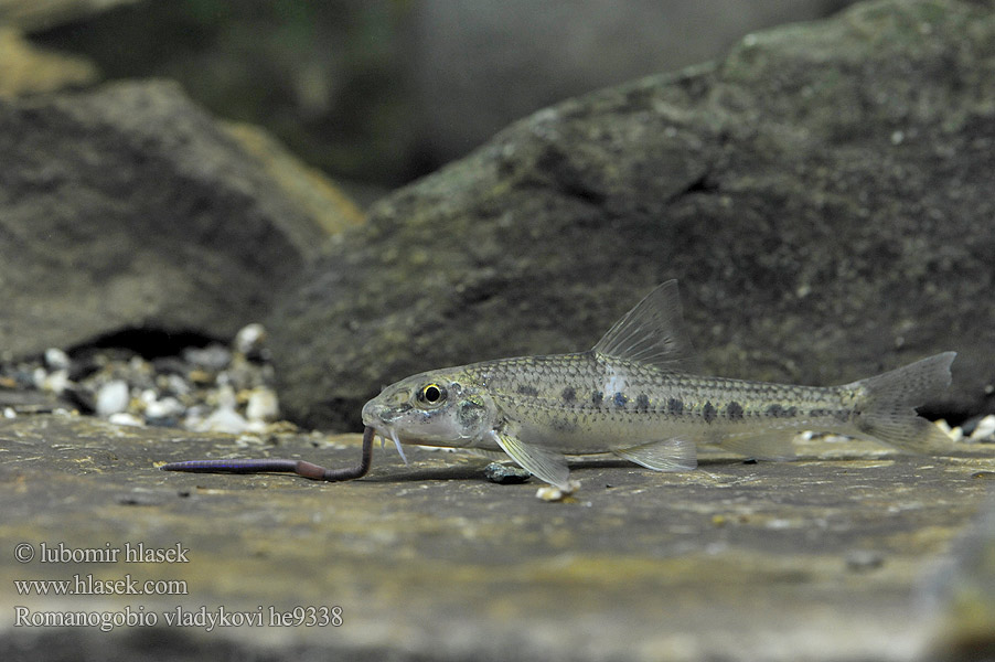 Romanogobio vladykovi Дунайский белопёрый пескарь Porcuşor şes Danube whitefin gudgeon Hrouzek Vladykovův Donau-WeißflossengründlingKiełb Władykowa